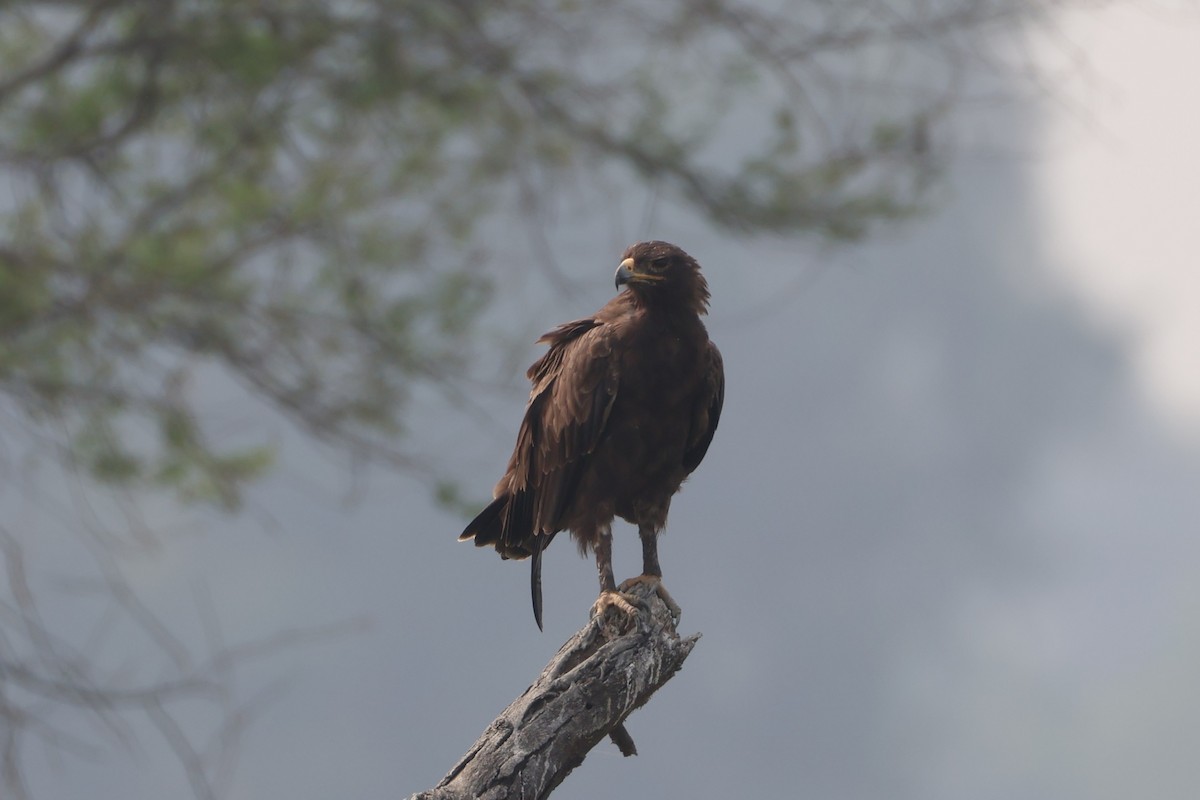 Indian Spotted Eagle - ML644306105