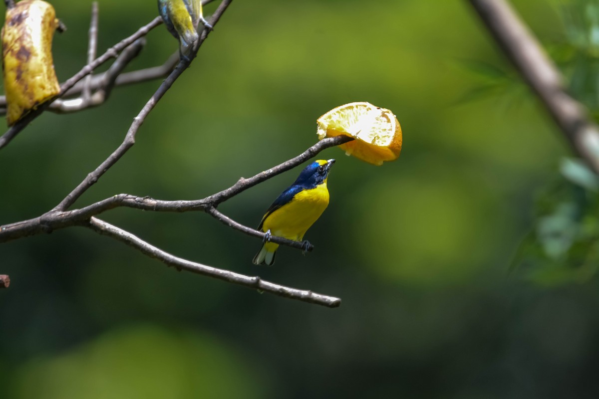 Yellow-throated Euphonia - ML644306108
