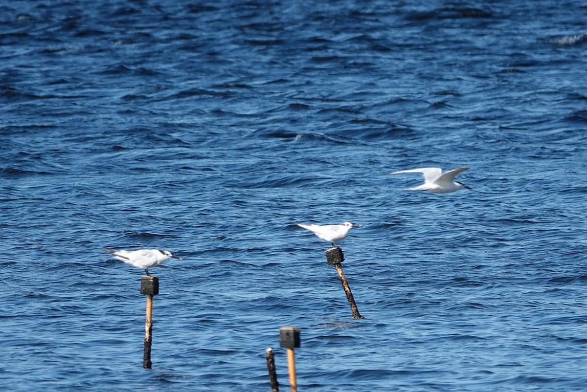 Kara Gagalı Sumru - ML644306111