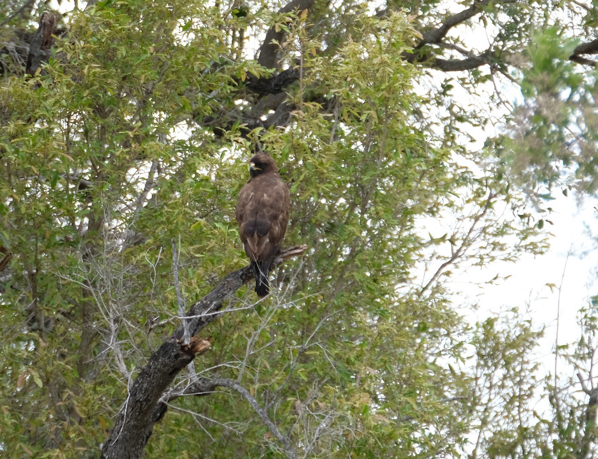 Wahlberg's Eagle - ML644306116
