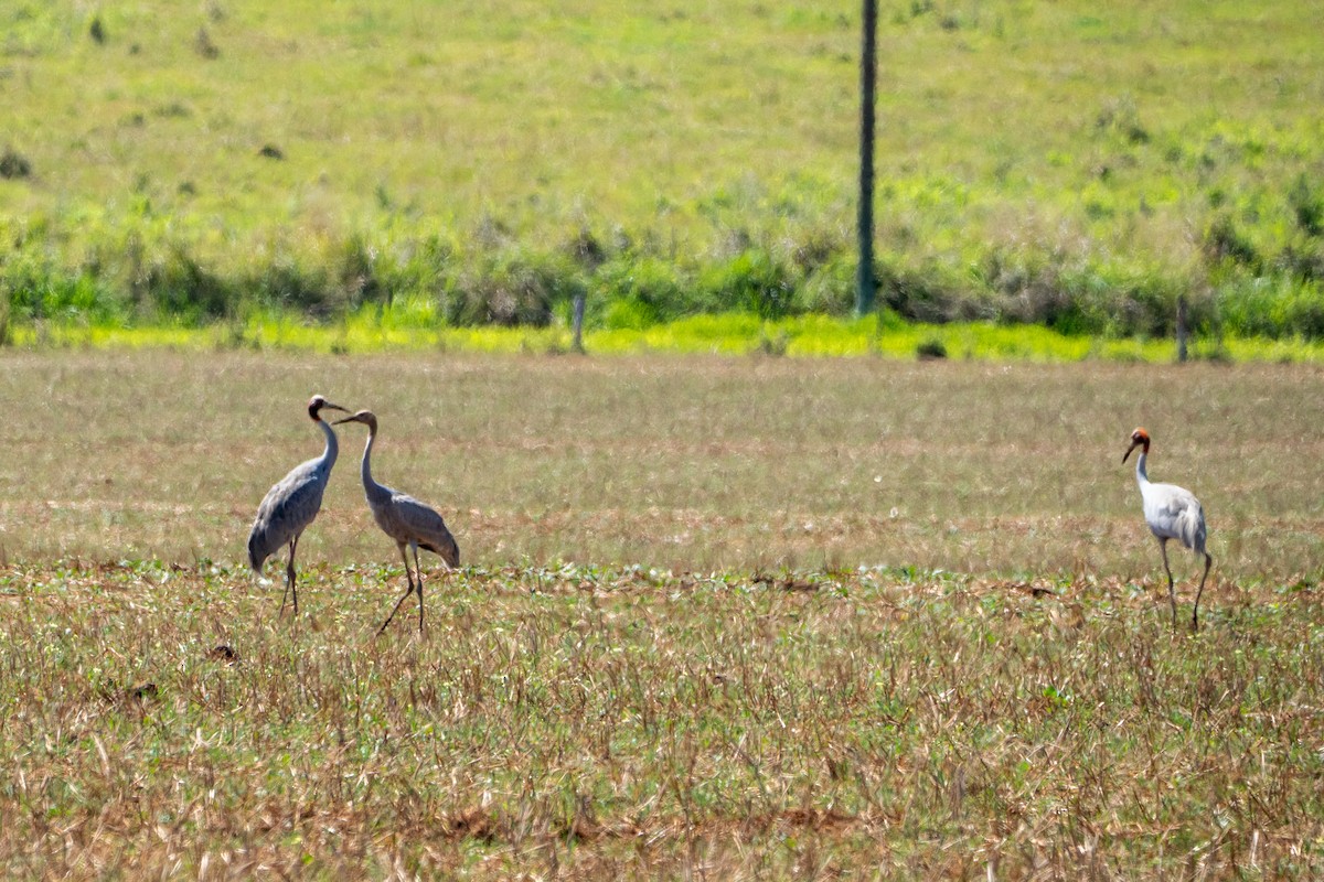 Sarus Crane - ML644306119