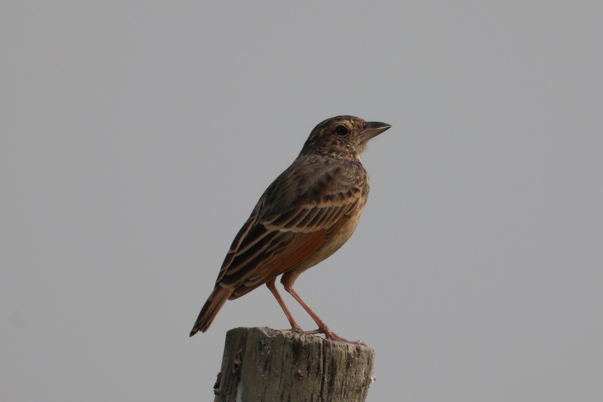 Bengal Bushlark - ML644306134