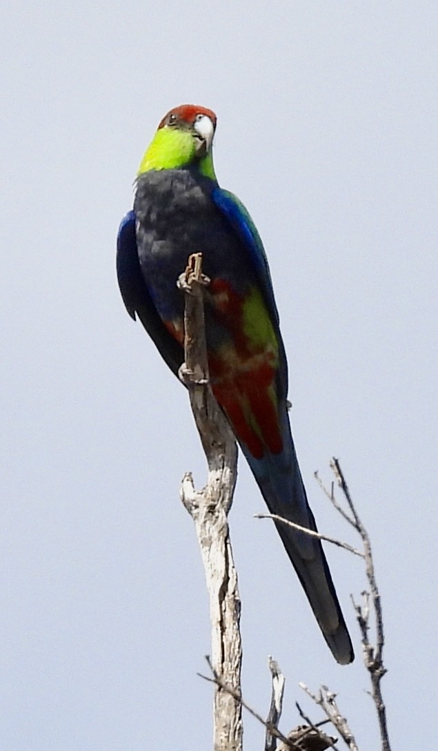 Red-capped Parrot - ML644306138