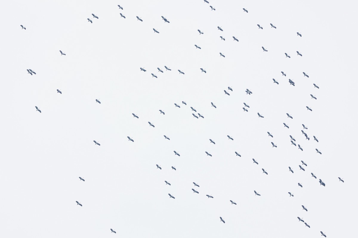 Bec-ouvert indien - ML644306147