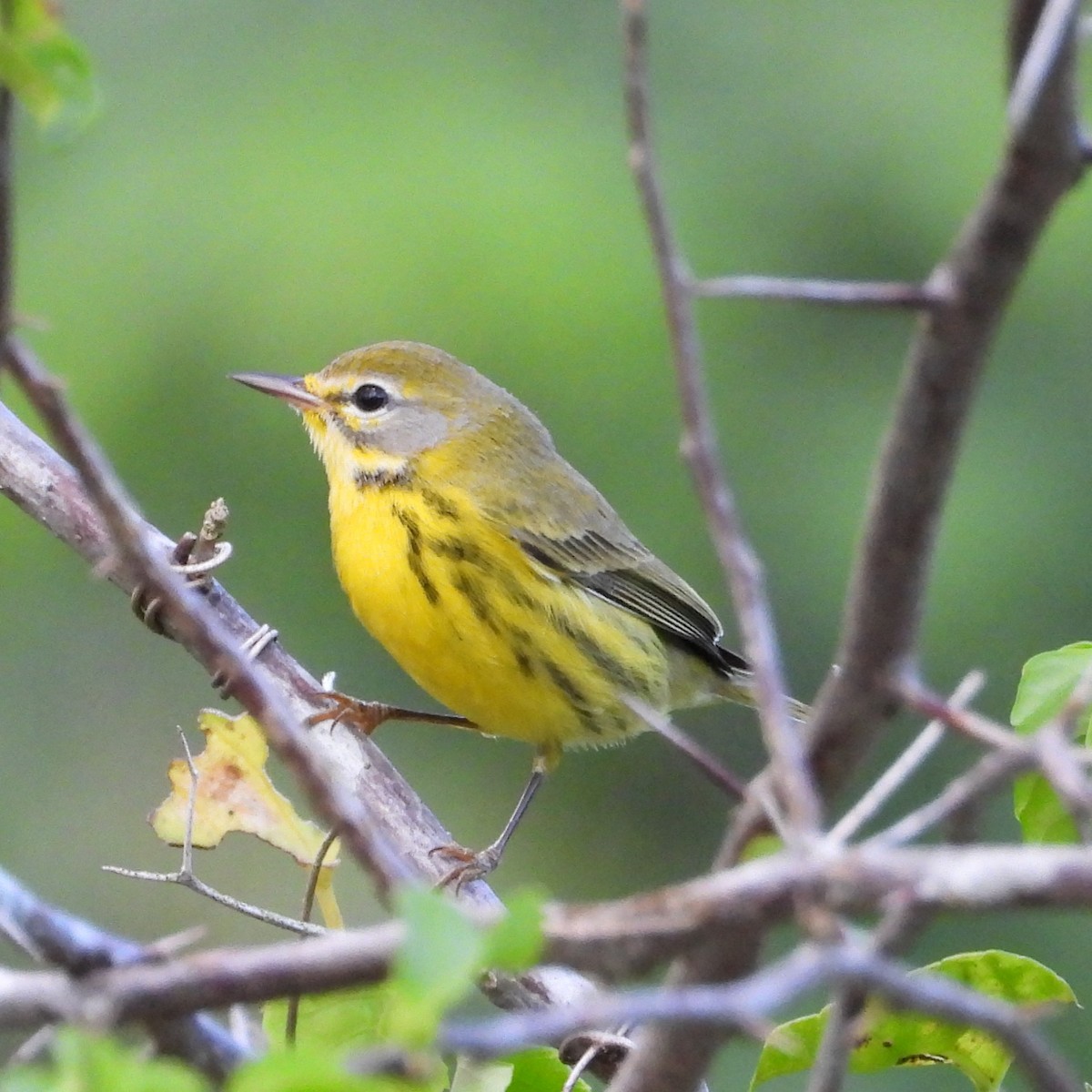 Prairie Warbler - ML644306150