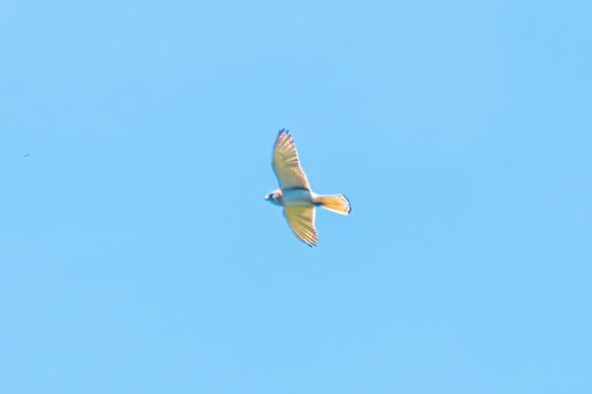 Nankeen Kestrel - ML644306151