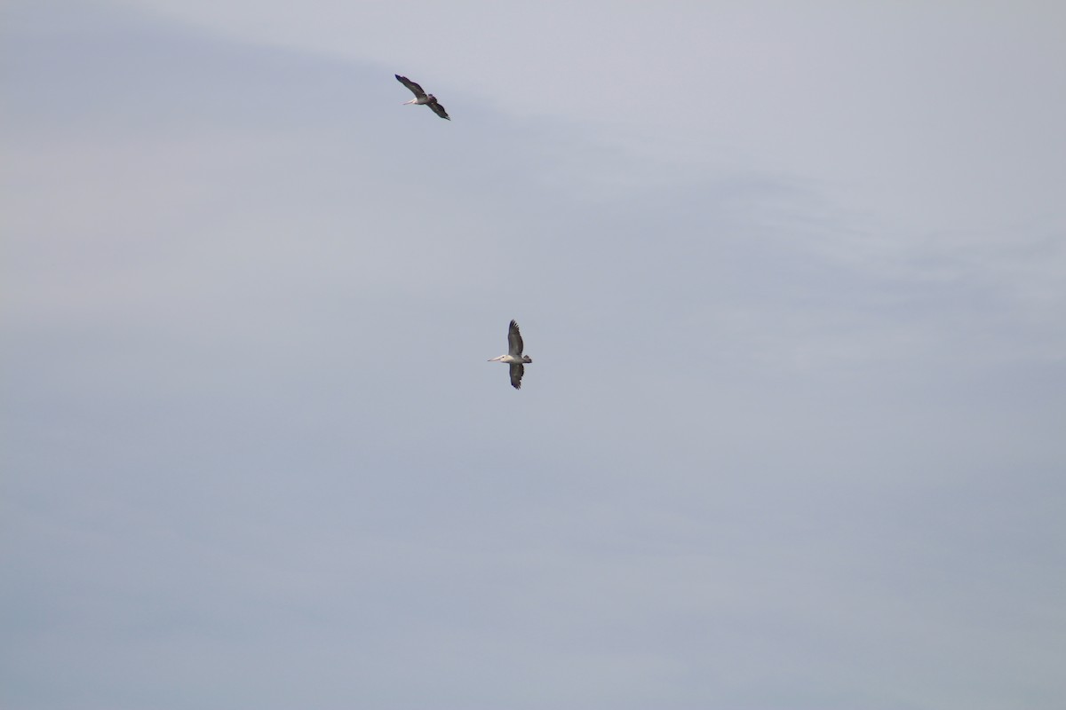 Graupelikan - ML644306163