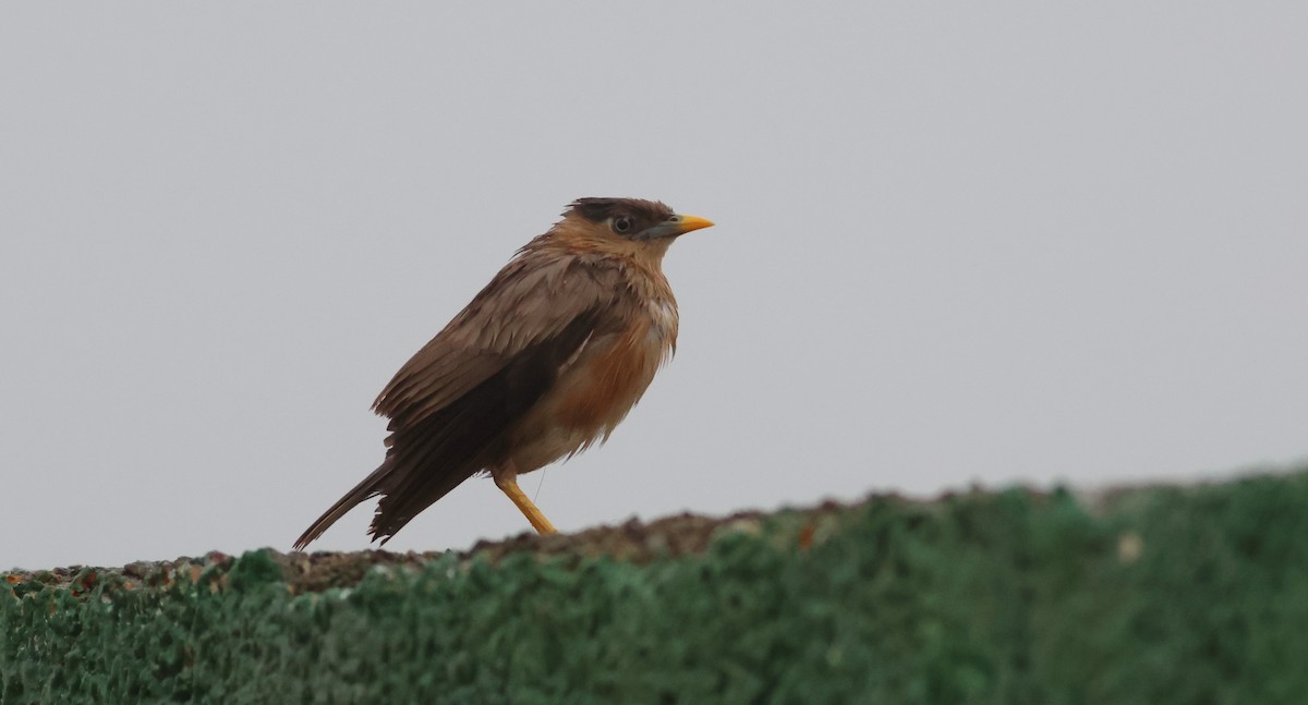 Brahminy Starling - ML644306177