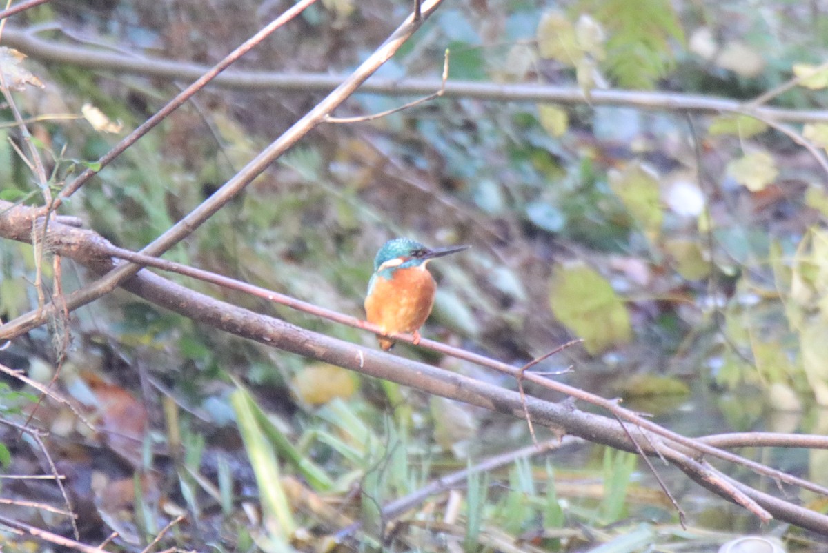 Common Kingfisher - ML644306180