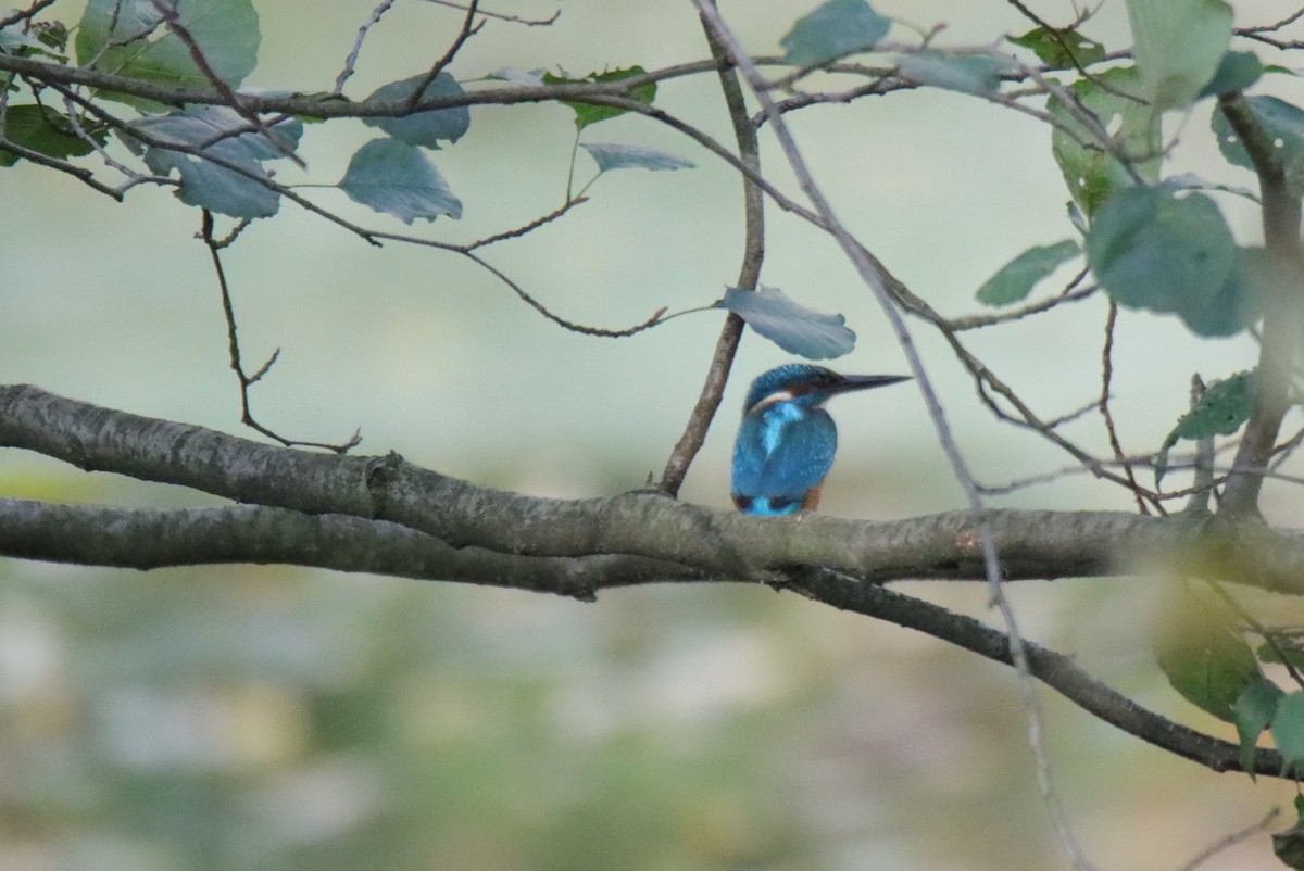 Common Kingfisher - ML644306181