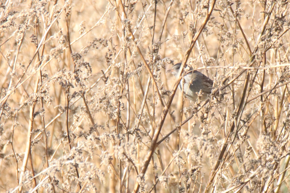 Dunnock - ML644306186
