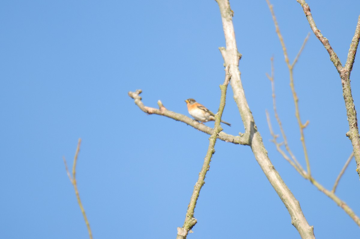 Brambling - ML644306187