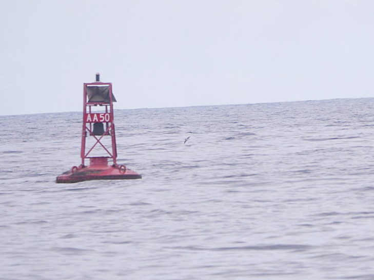 マンクスミズナギドリ - ML644306210