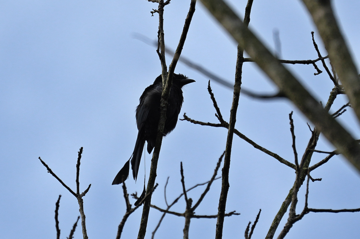 Drongo à raquettes - ML644306213
