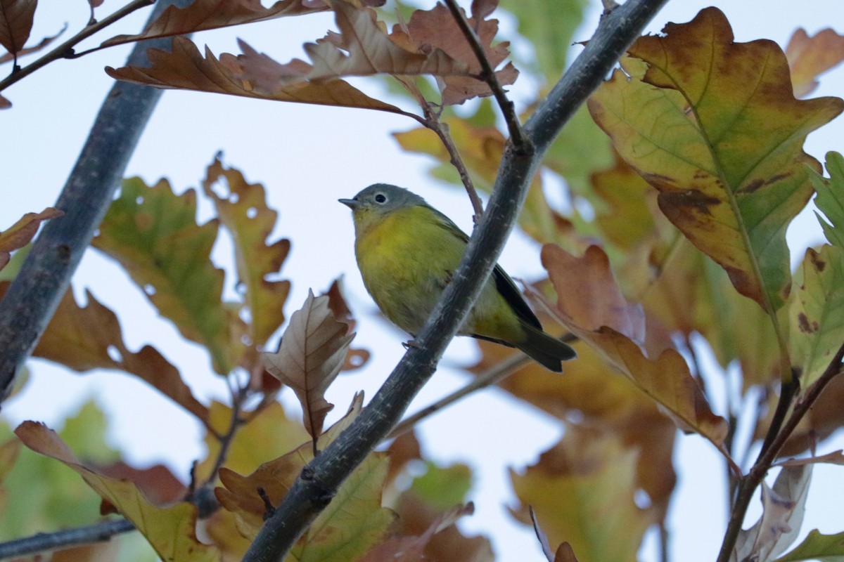 ズアカアメリカムシクイ - ML644306221