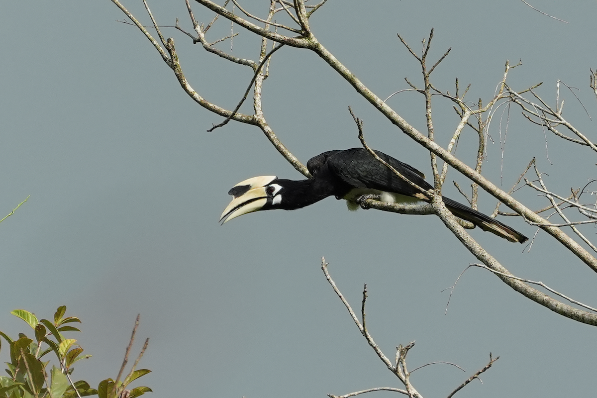 キタカササギサイチョウ - ML644306224