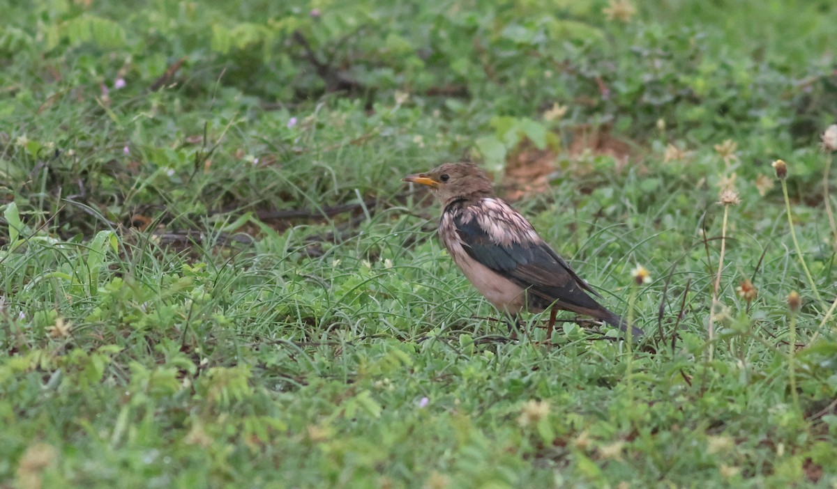 Arabazozo gorrizta - ML644306225