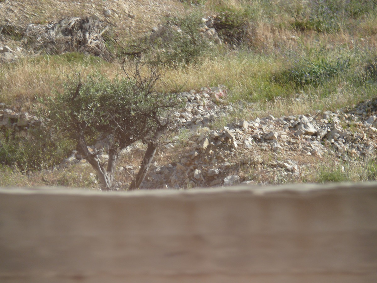 Masked Shrike - ML644306254