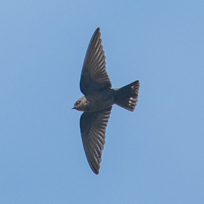 Dusky Crag-Martin - ML644306303