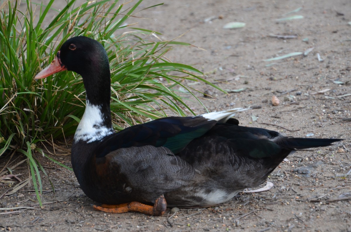 雑種 ノバリケン ｘ マガモ - ML644306311