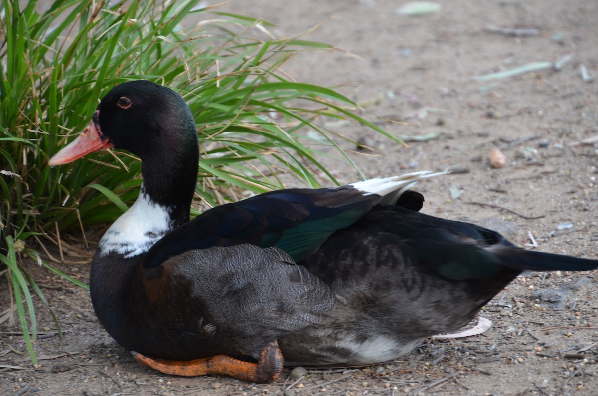 雑種 ノバリケン ｘ マガモ - ML644306312