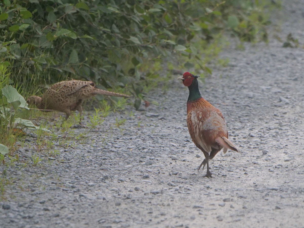 Ring-necked Pheasant - ML644306319