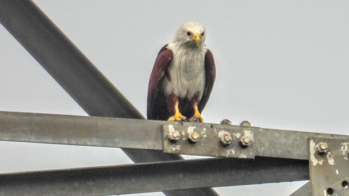 Brahminy Kite - ML644306333