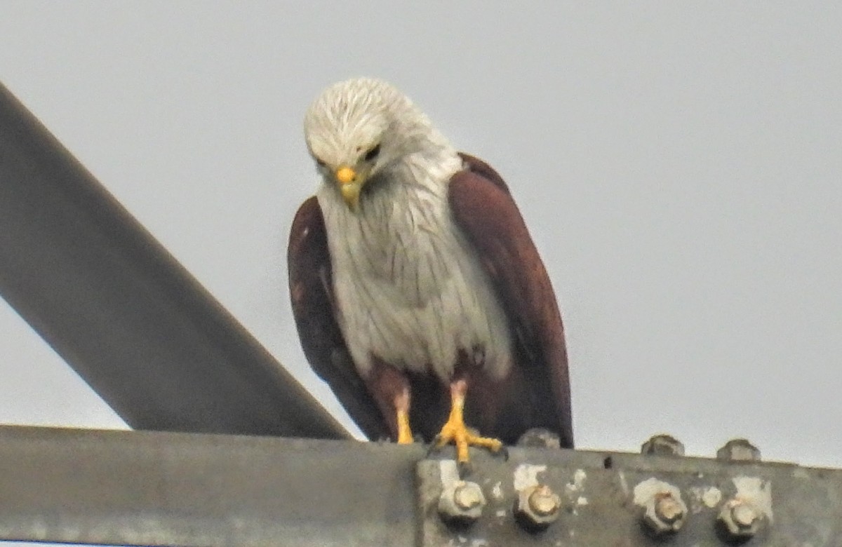 Brahminy Kite - ML644306334