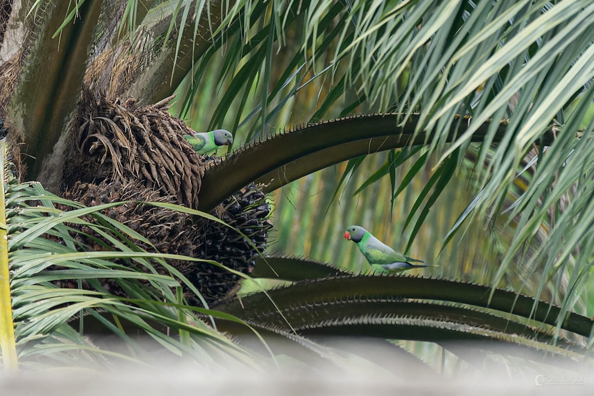 Layard's Parakeet - ML644306351