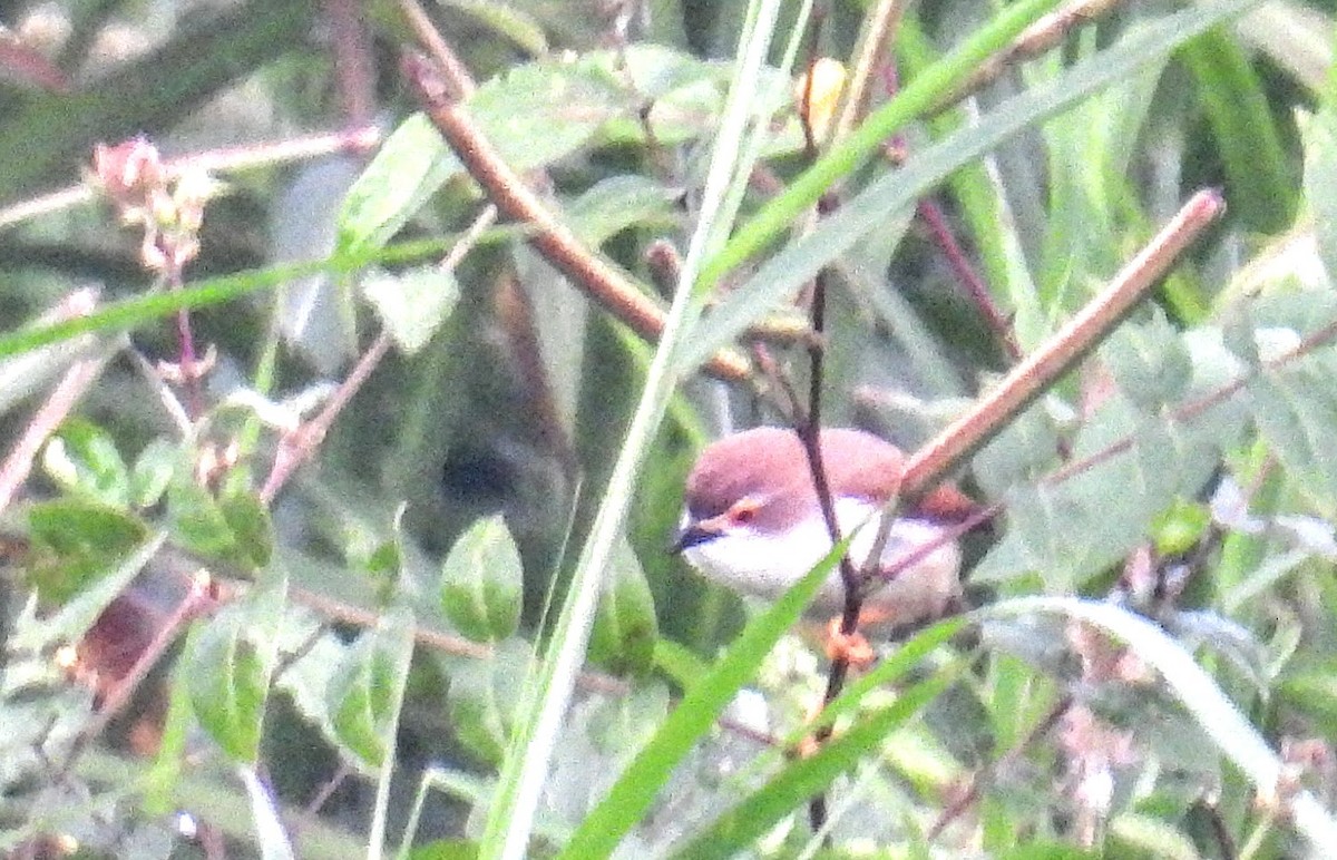 Timalí Ojigualdo - ML644306354