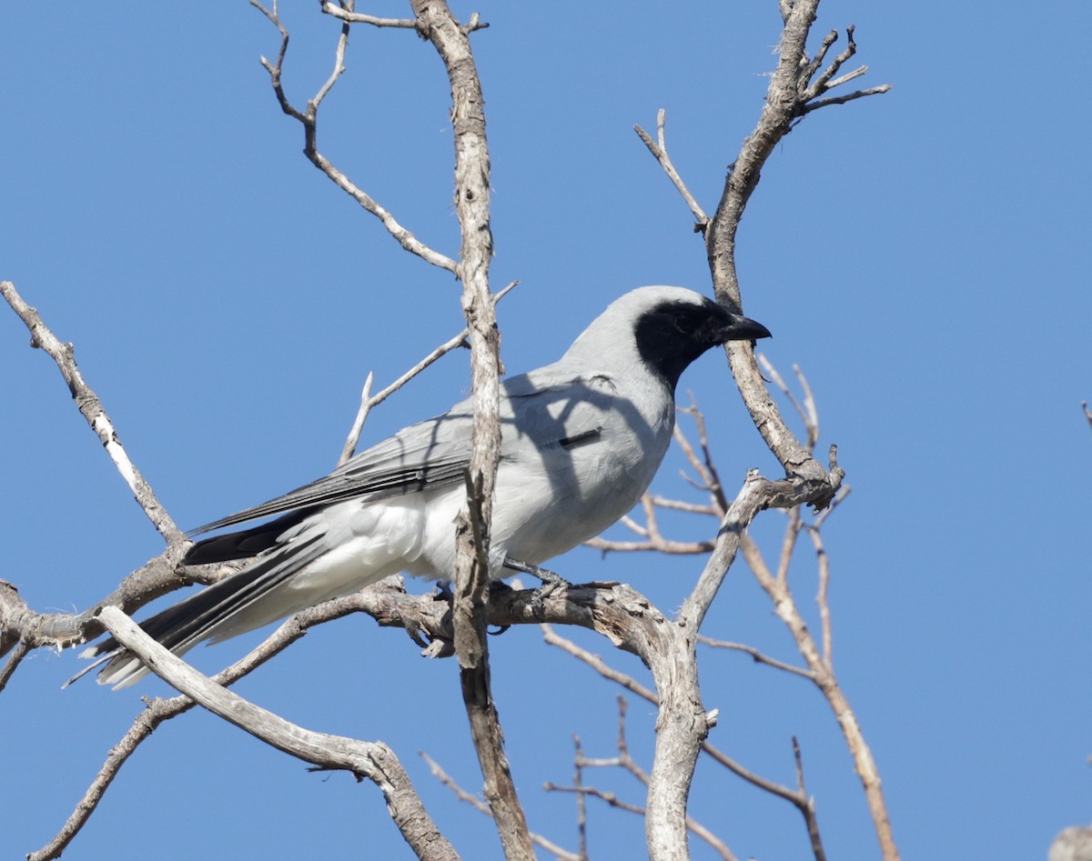 Black-faced Cuckooshrike - ML644306368
