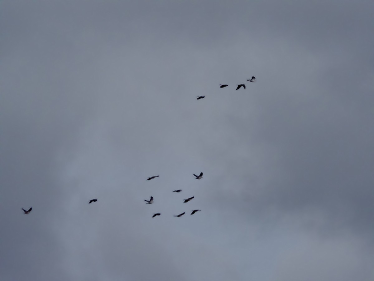 parykkdue - ML644306371