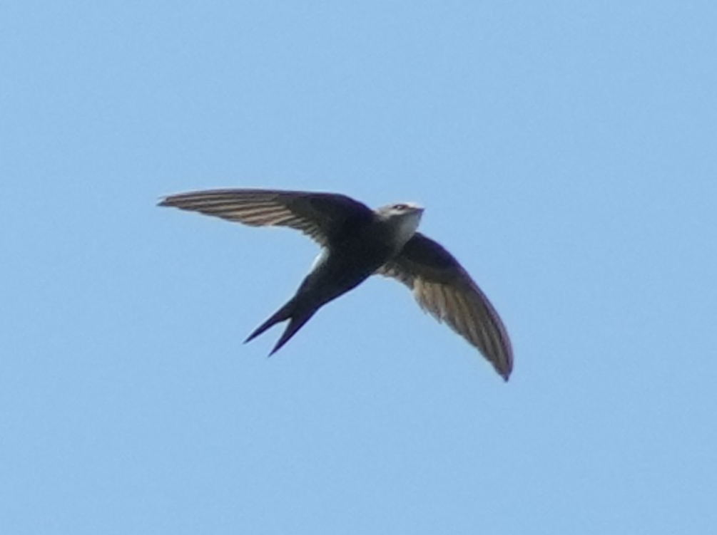 Pacific Swift - ML644306383