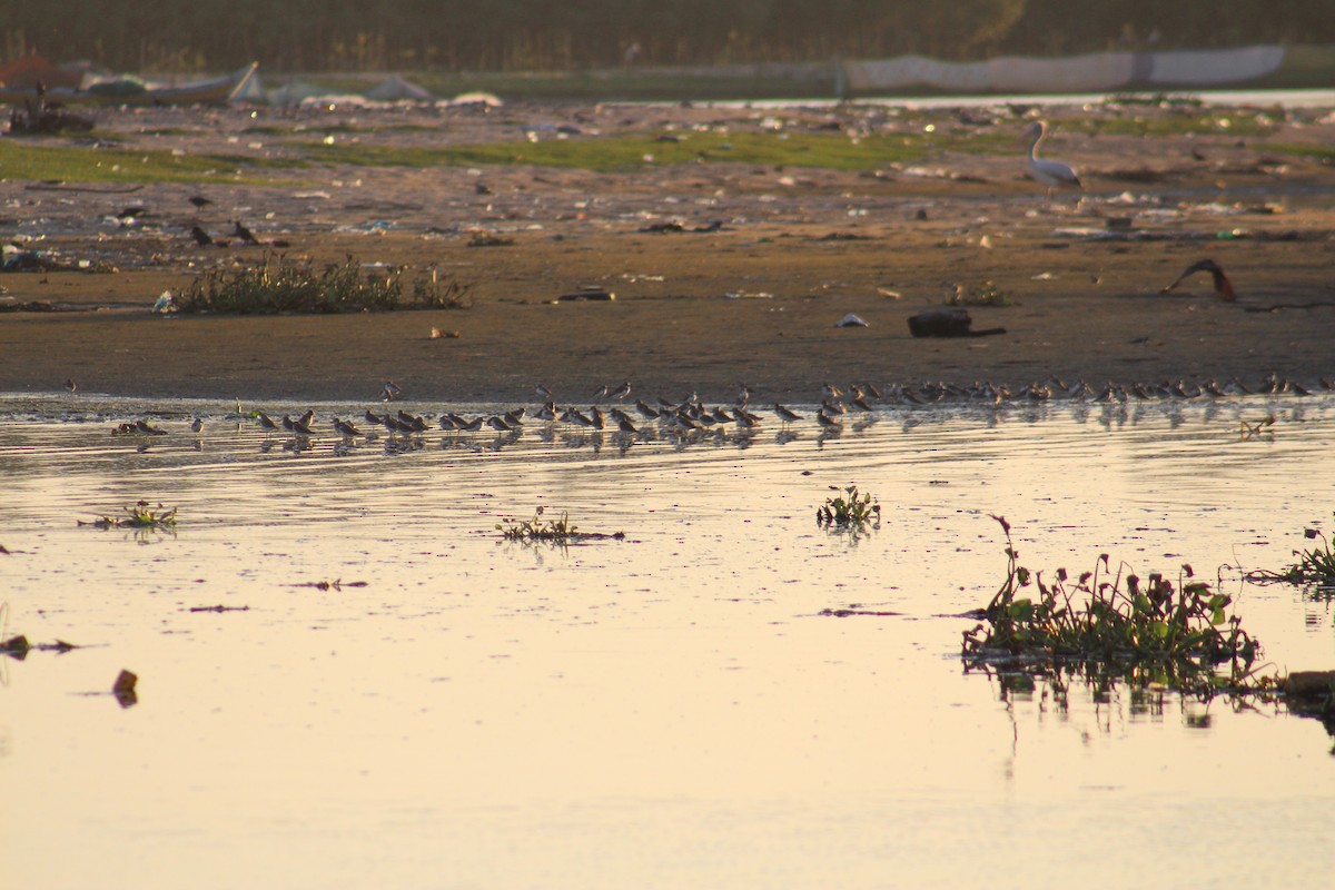 חופמי אלכסנדרי - ML644306397