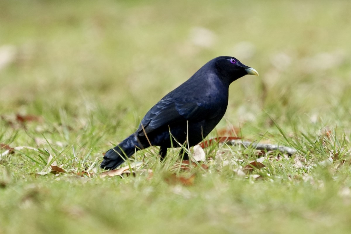 Satin Bowerbird - ML644306398