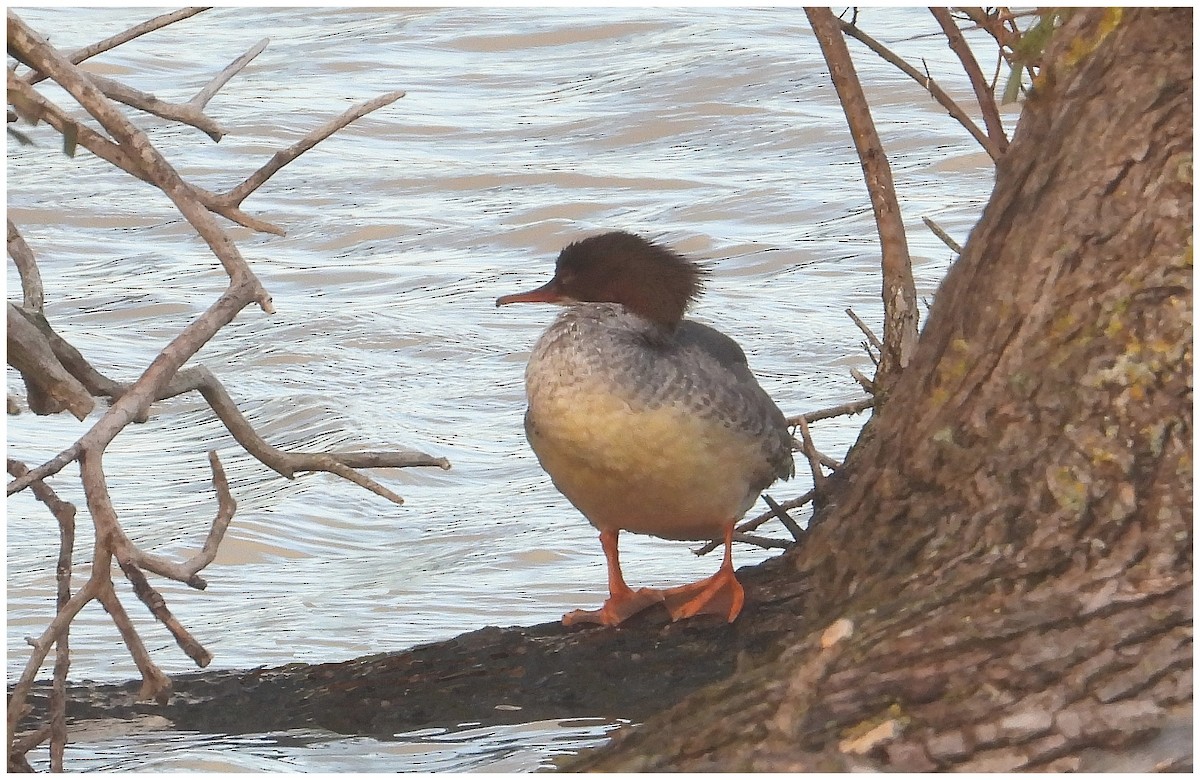 מרגון גדול - ML644306406