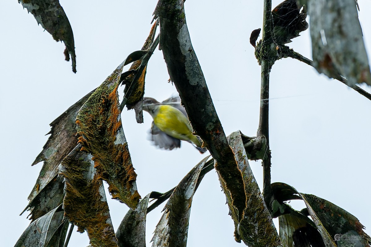 Purple-rumped Sunbird - ML644306407