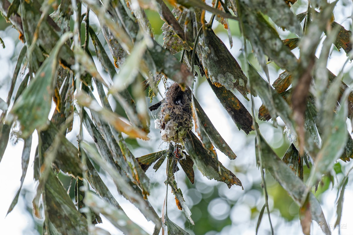 Purple-rumped Sunbird - ML644306408