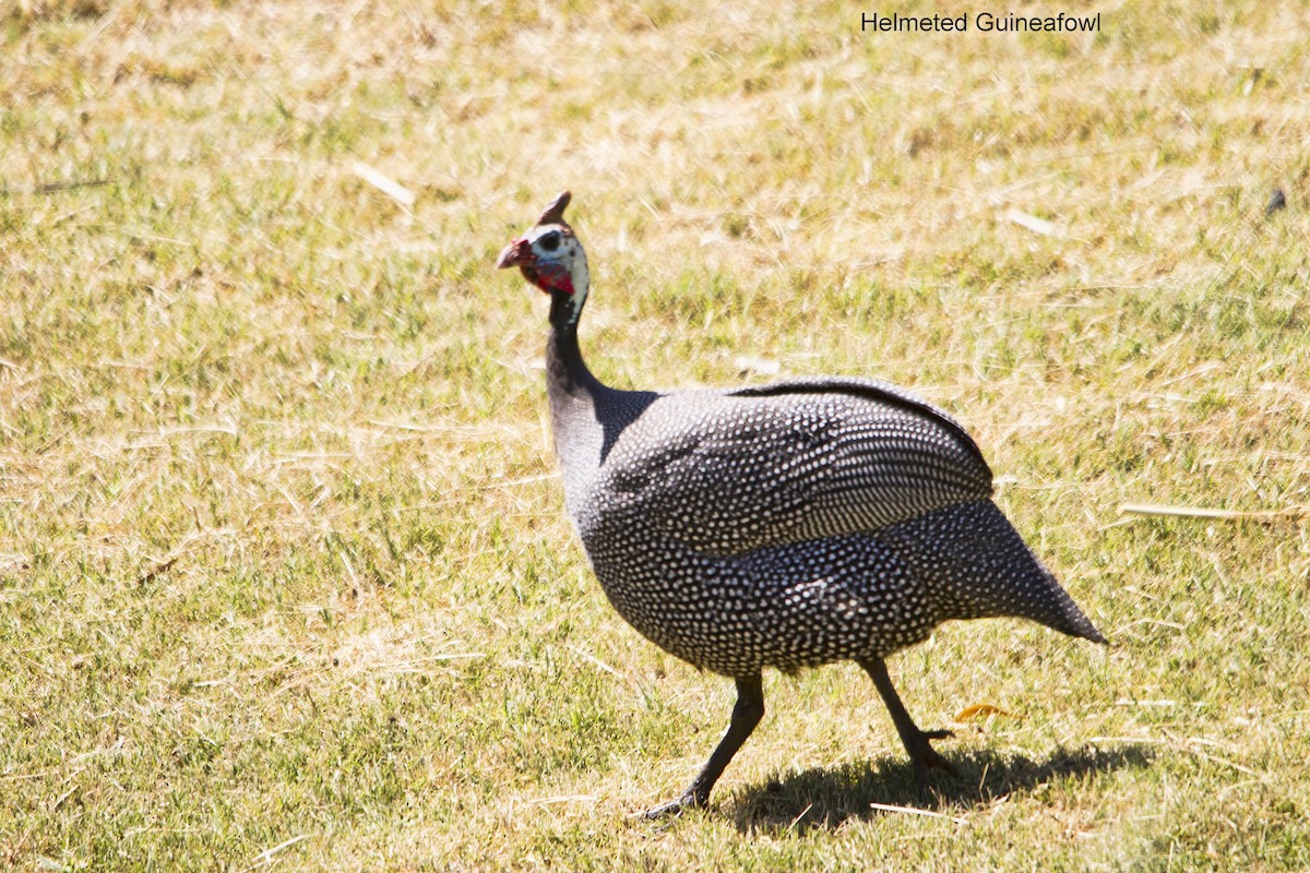 Helmeted Guineafowl - ML644306409