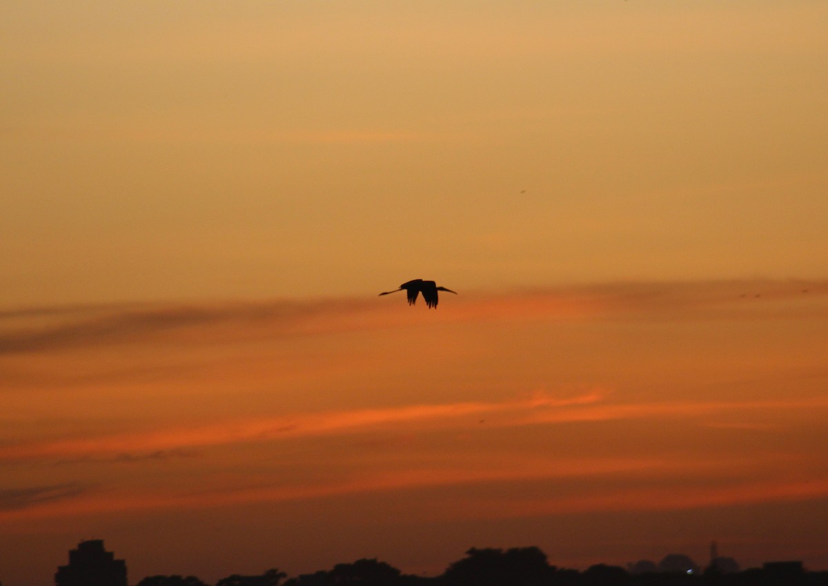 Painted Stork - ML644306410