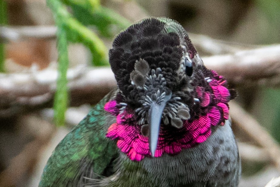Anna's Hummingbird - ML644306411