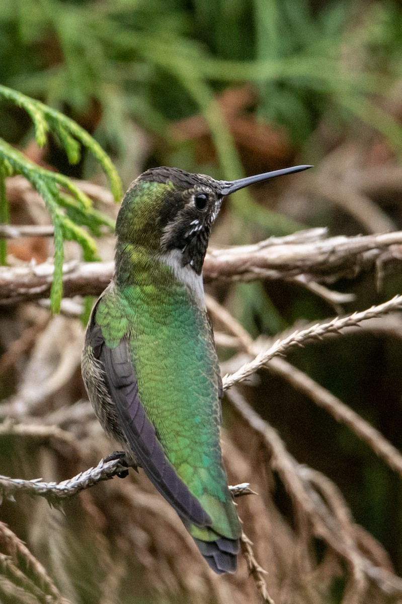 Anna's Hummingbird - ML644306412