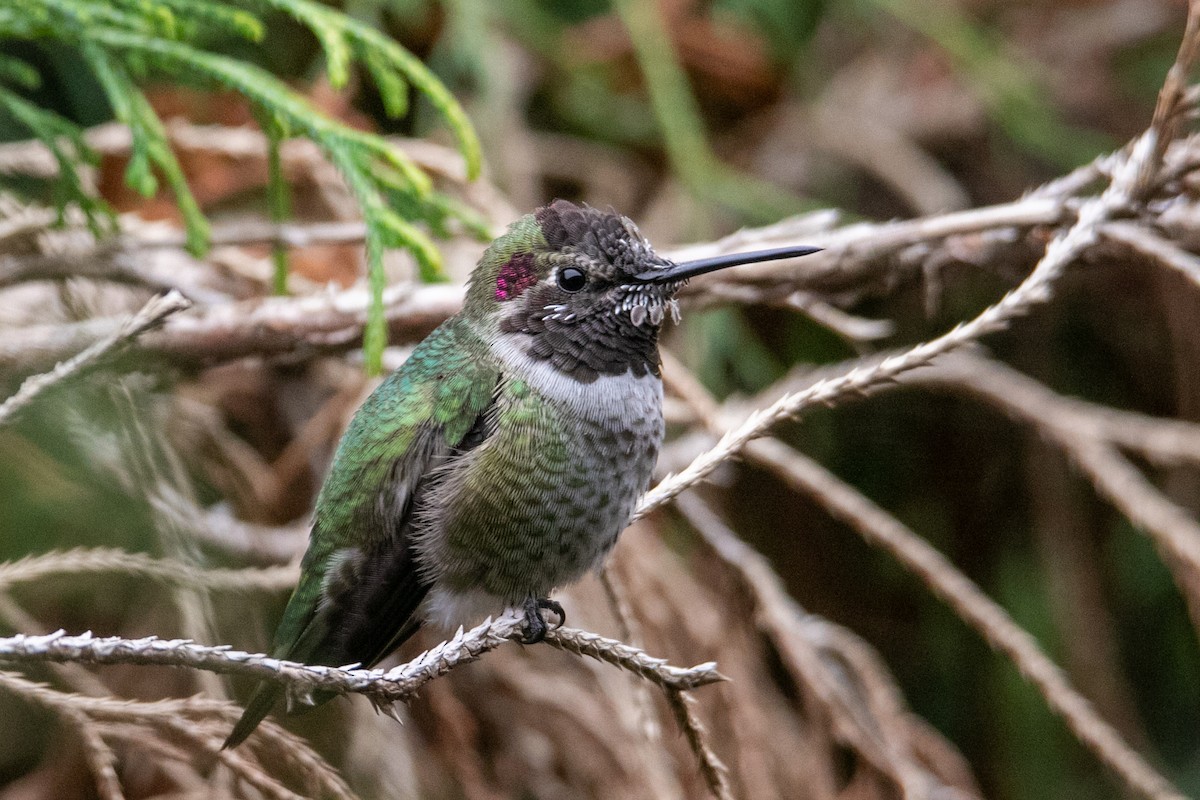 Anna's Hummingbird - ML644306413