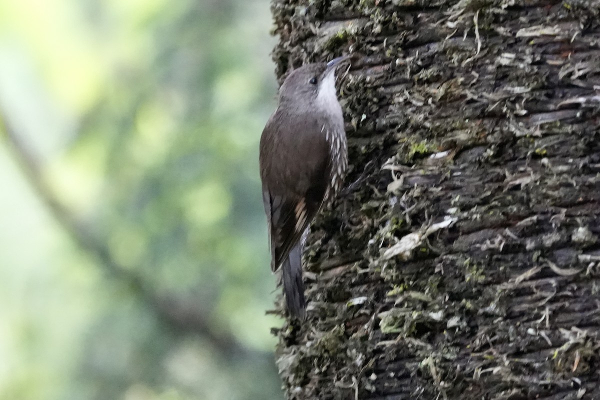 White-throated Treecreeper - ML644306414