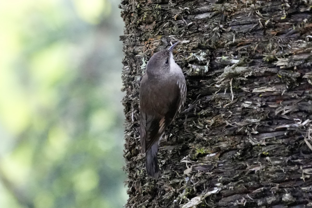 White-throated Treecreeper - ML644306415