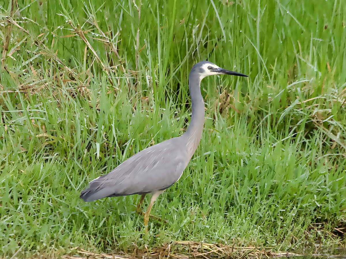 White-faced Heron - ML644306416