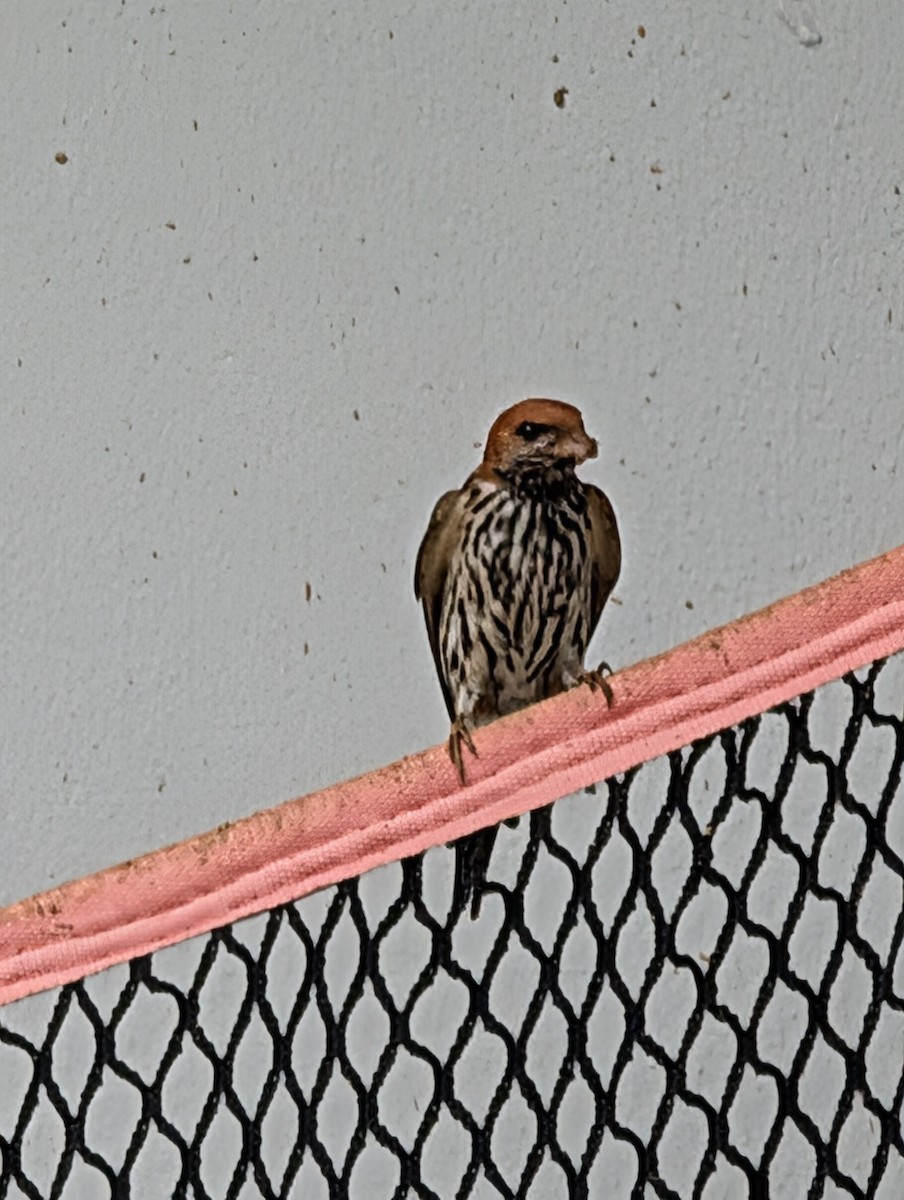 Ластівка абісинська - ML644306417