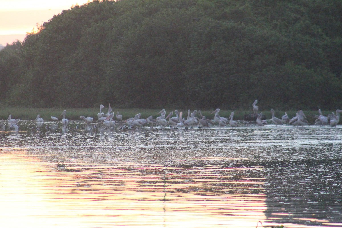 Spot-billed Pelican - ML644306421