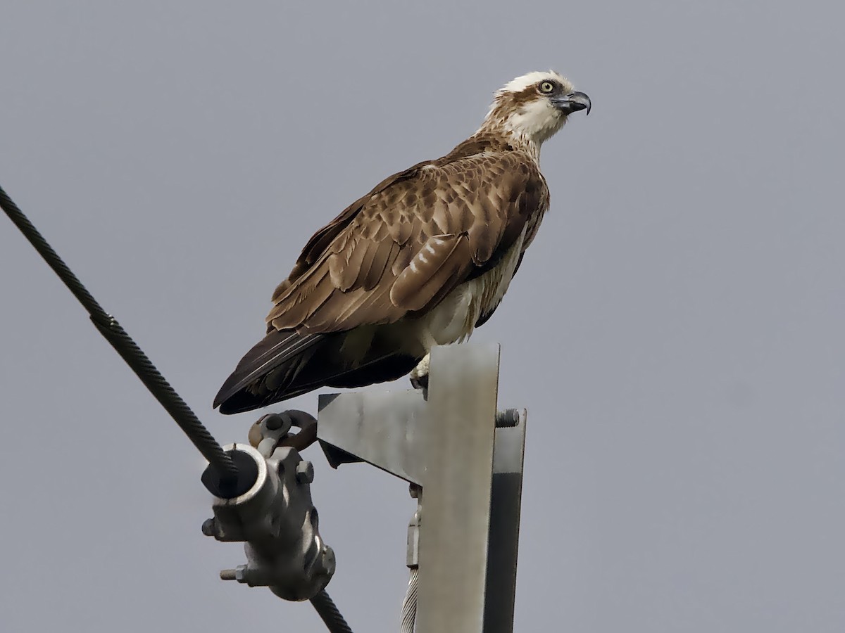 שלך - ML644306422