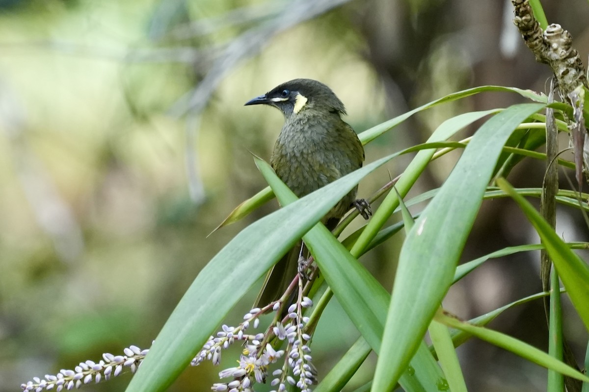 Lewin's Honeyeater - ML644306423